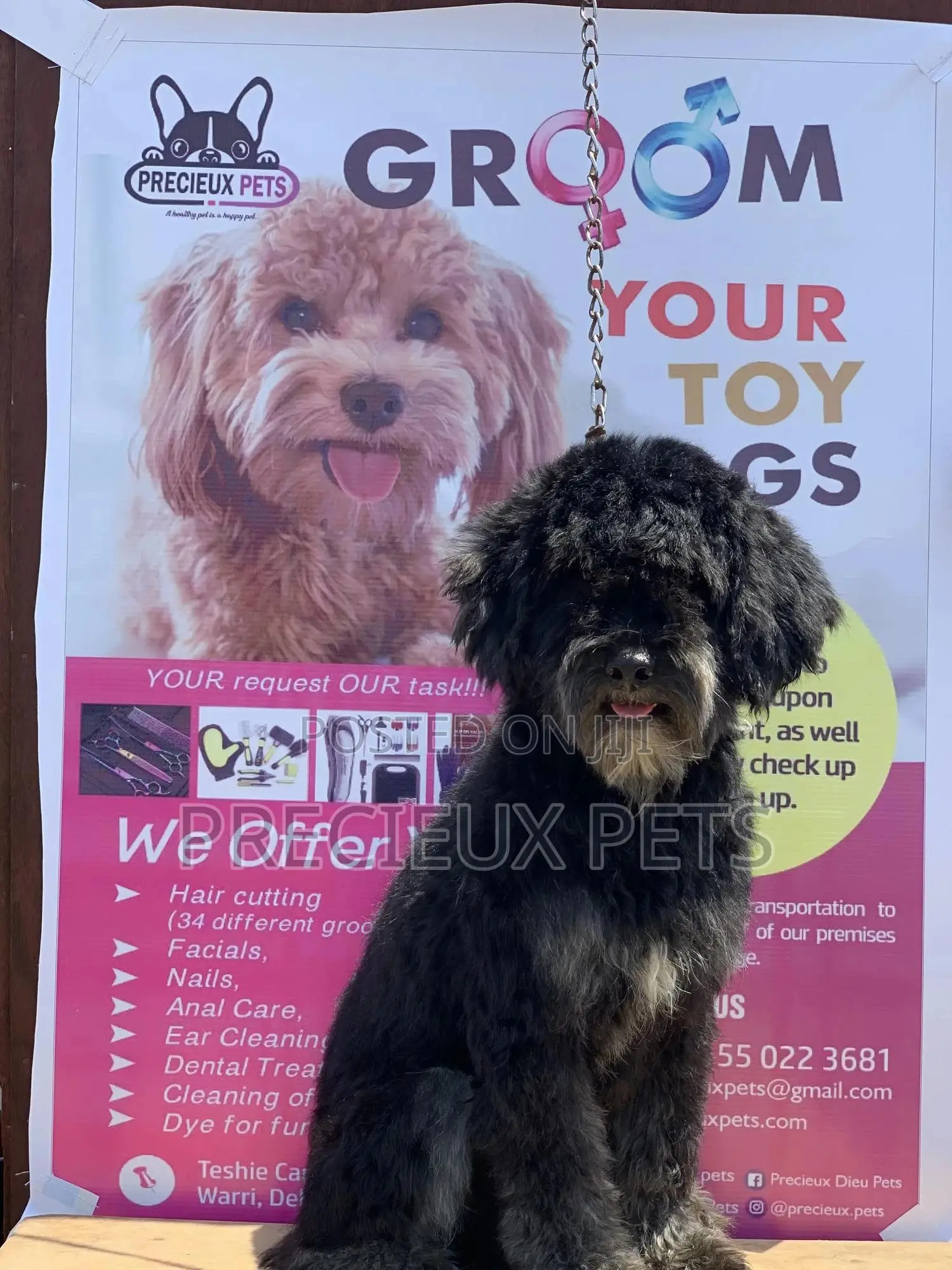 Stud Services For POODLES #2 -vom BUDDY