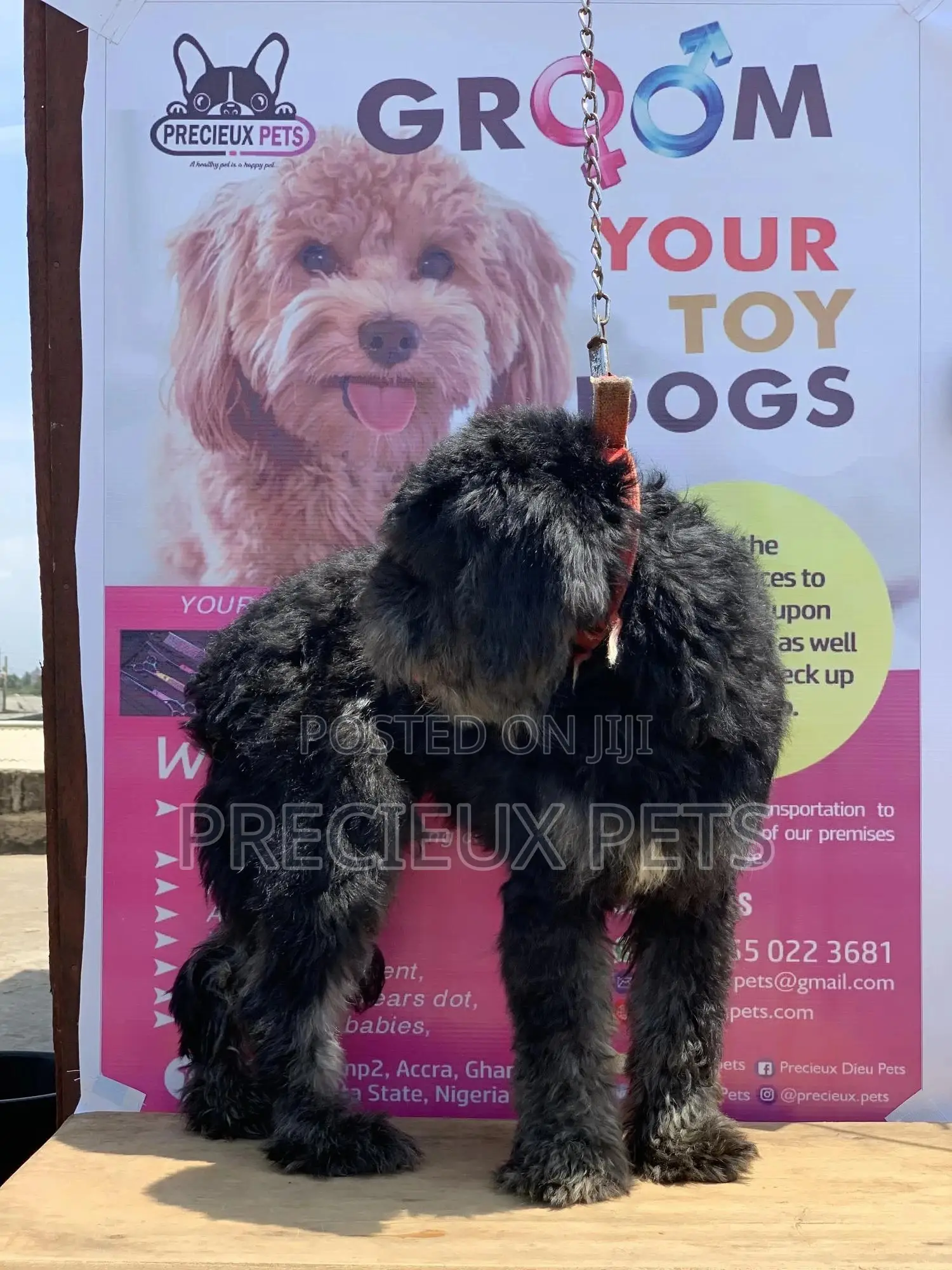 Stud Services For POODLES #2 -vom BUDDY