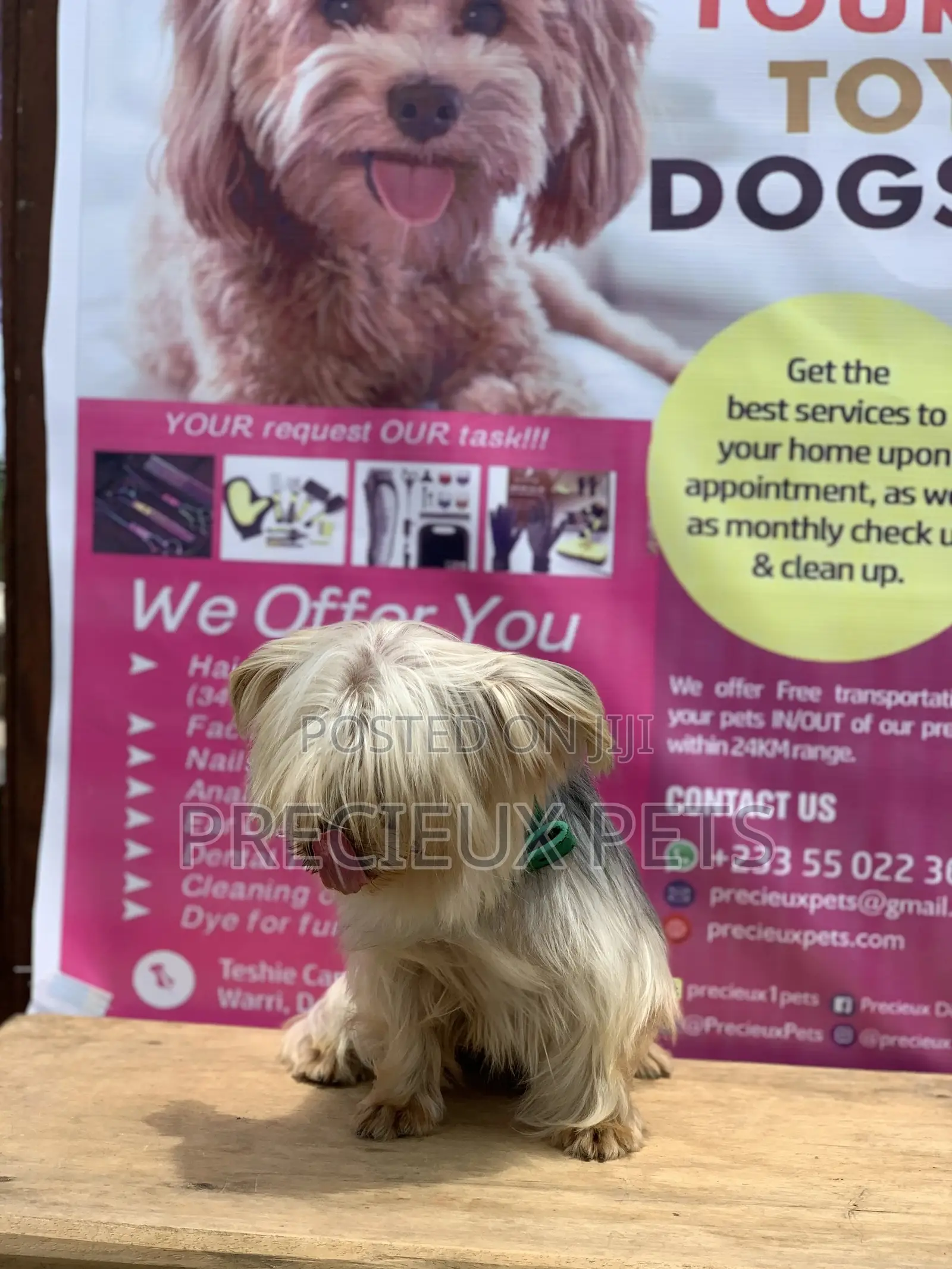 Male Yorkshire Terrier For Mating