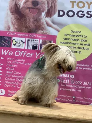 Male Yorkshire Terrier For Mating