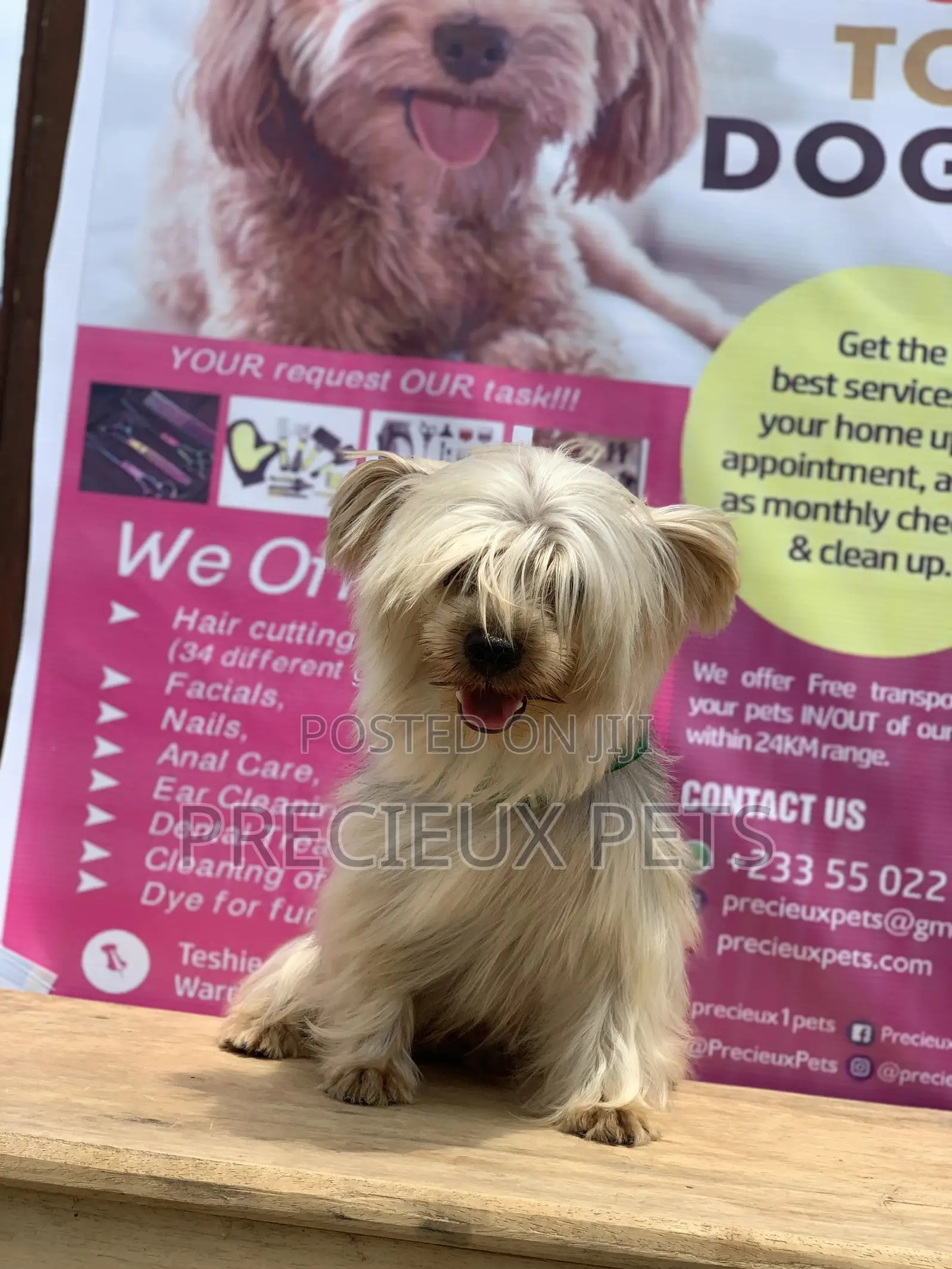 Male Yorkshire Terrier For Mating