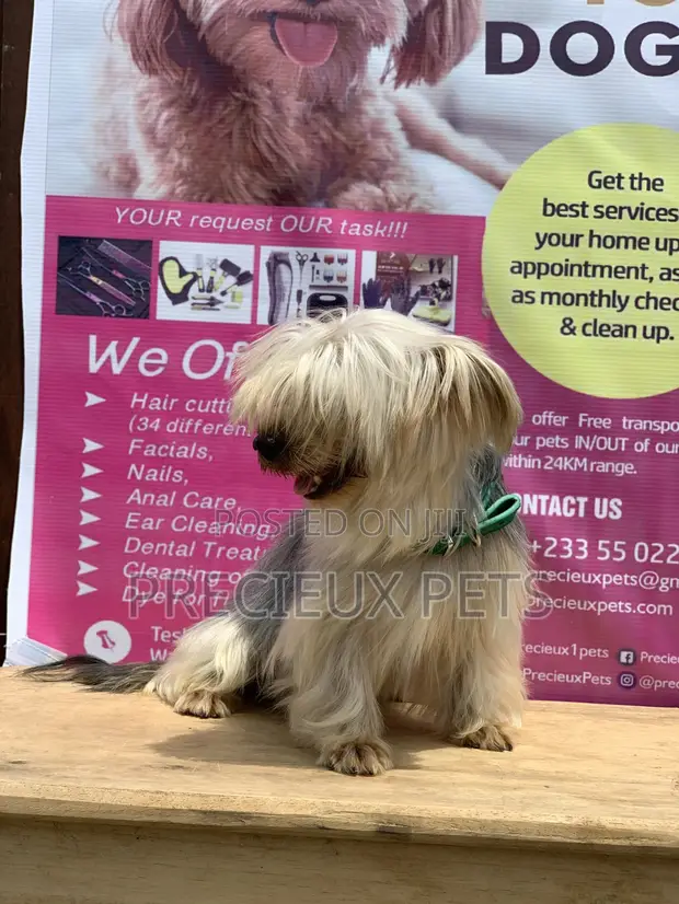Male Yorkshire Terrier For Mating in Nungua Pet Services