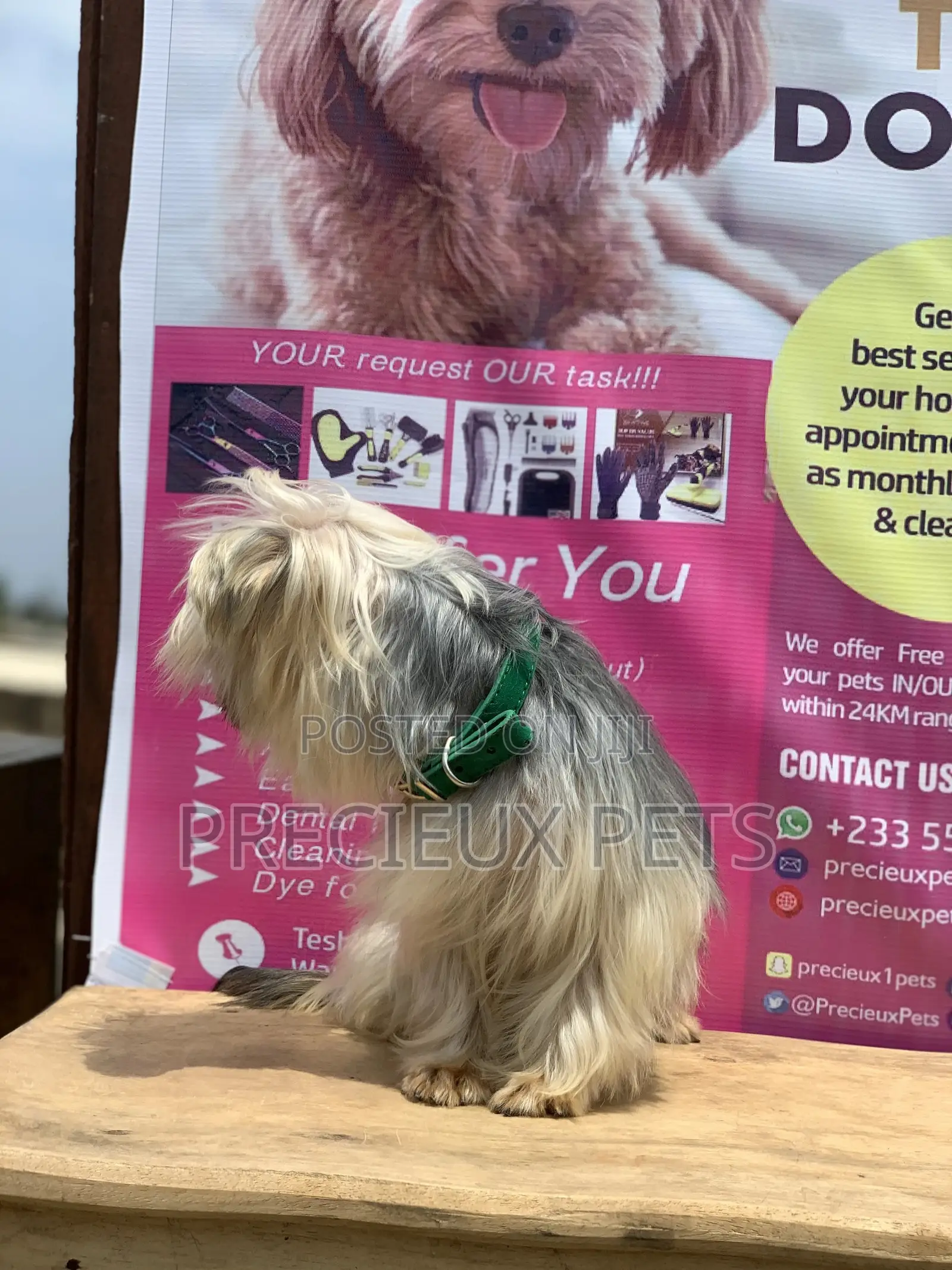 Male Yorkshire Terrier For Mating