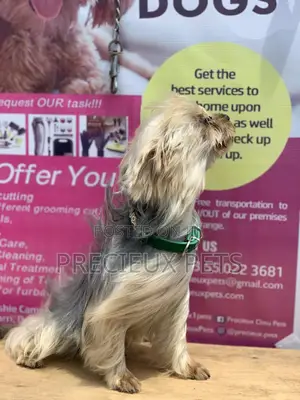 Male Yorkshire Terrier For Mating