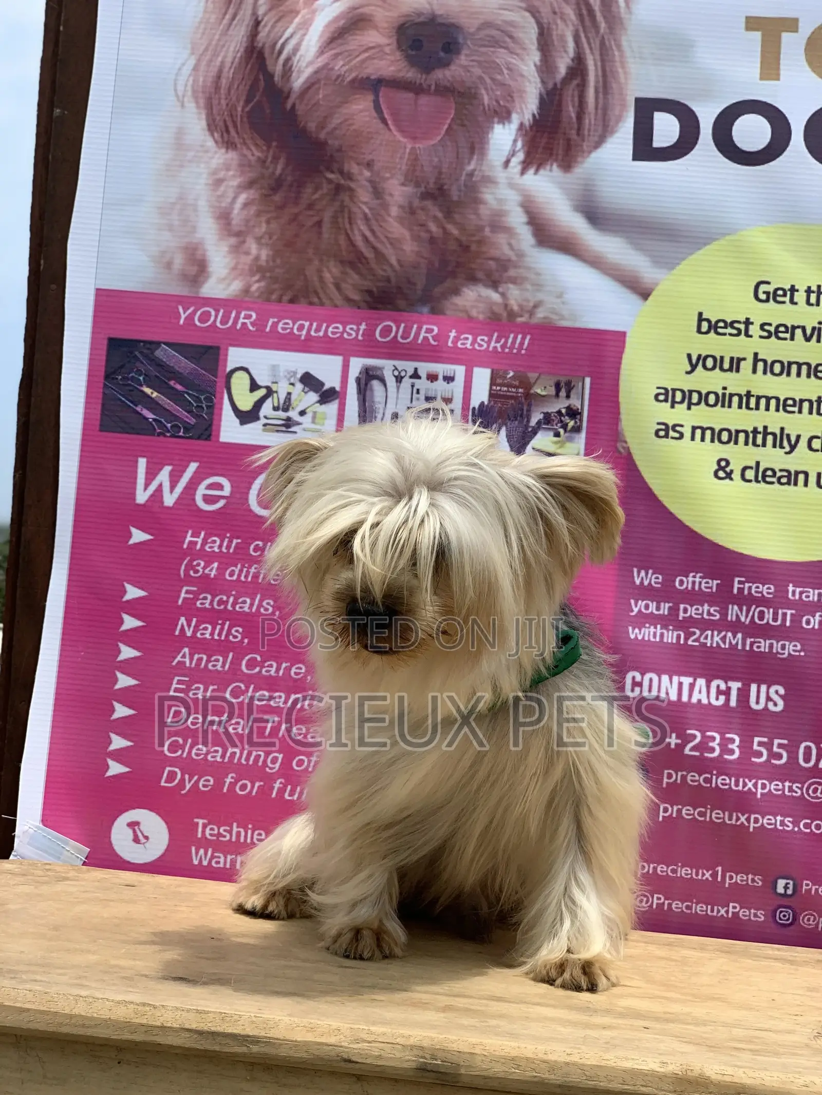 Male Yorkshire Terrier For Mating