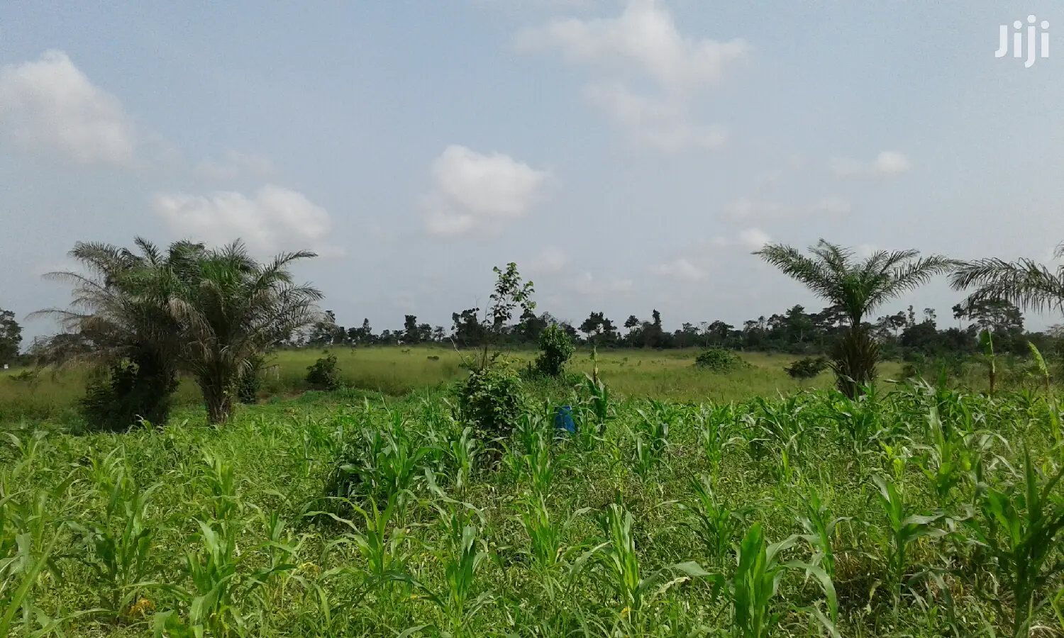 Farmlands,Residential Lands and Cocoa Farmlands