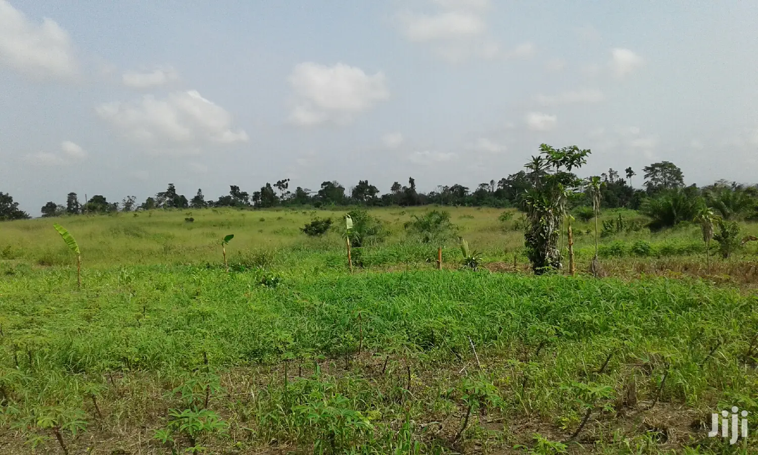 Farmlands,Residential Lands and Cocoa Farmlands