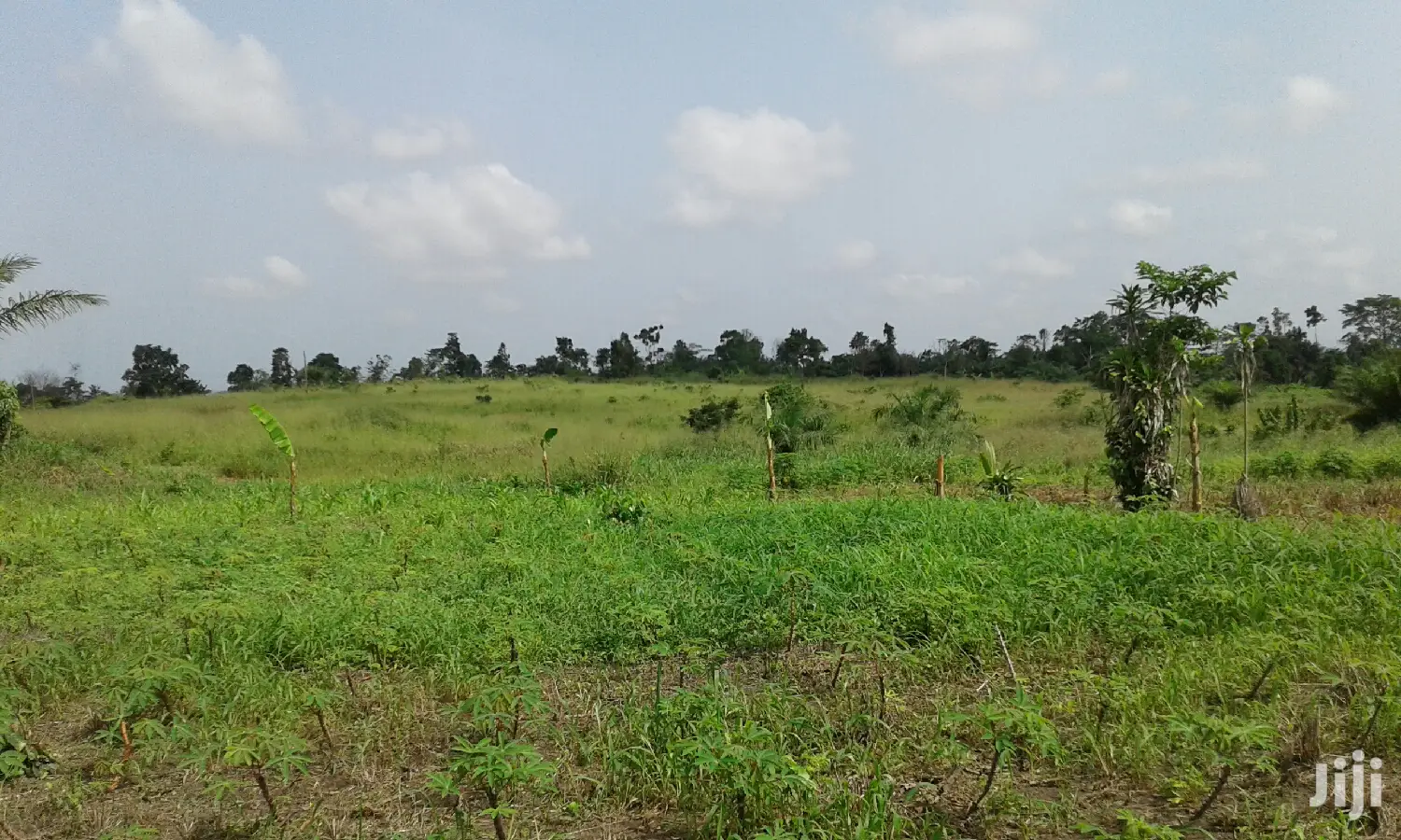 Farmlands,Residential Lands and Cocoa Farmlands