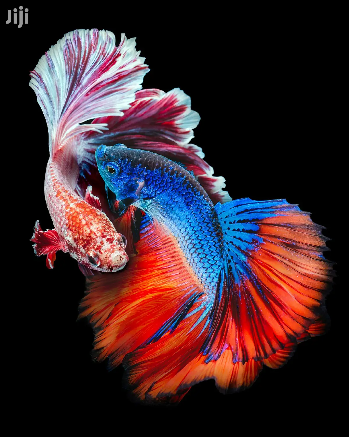 Betta Fish