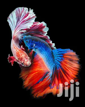Betta Fish