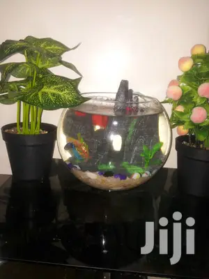 Fish Bowls