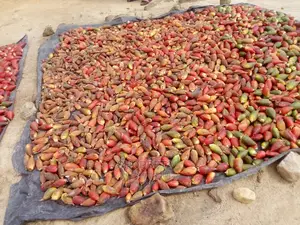 Grain Of Paradise